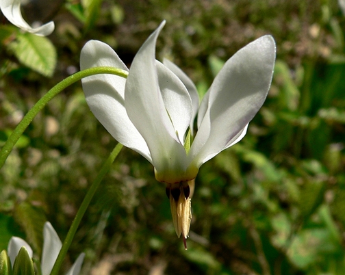 {Dodecatheon meadia}